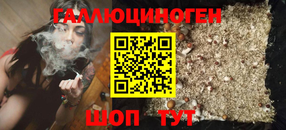 Галлюциногенные грибы Psilocybine cubensis  Вход с VPN  Санкт-Петербург 